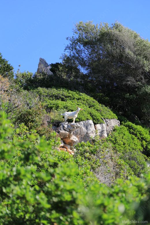 Sardegna_2015_0238-1