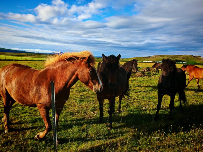 Cavallo islandese che guarda oltre il recinto in un campo verde