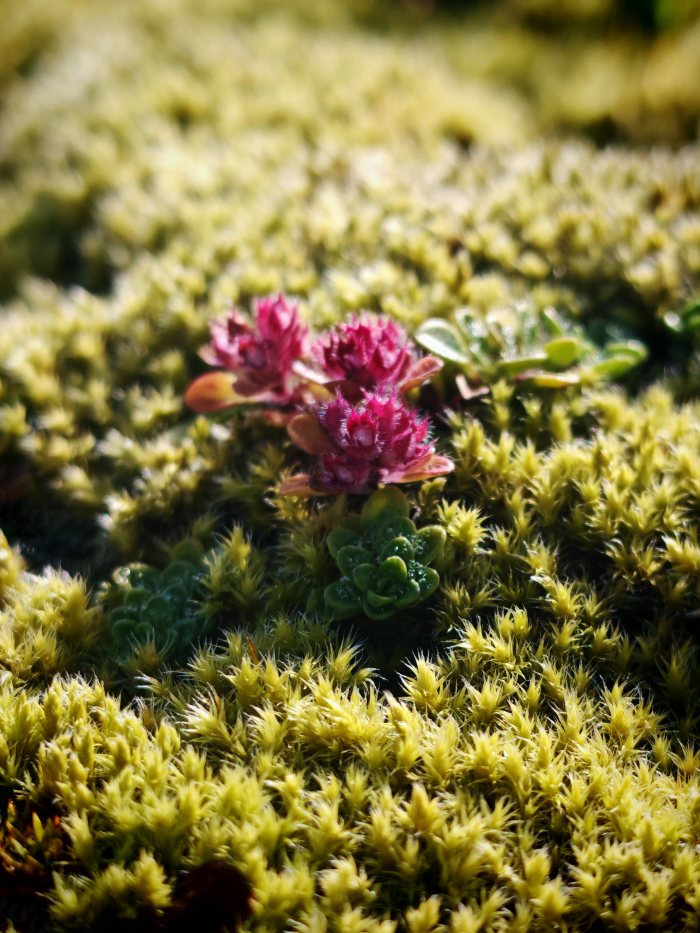 Fiori rosa su un tappeto di muschio giallo
