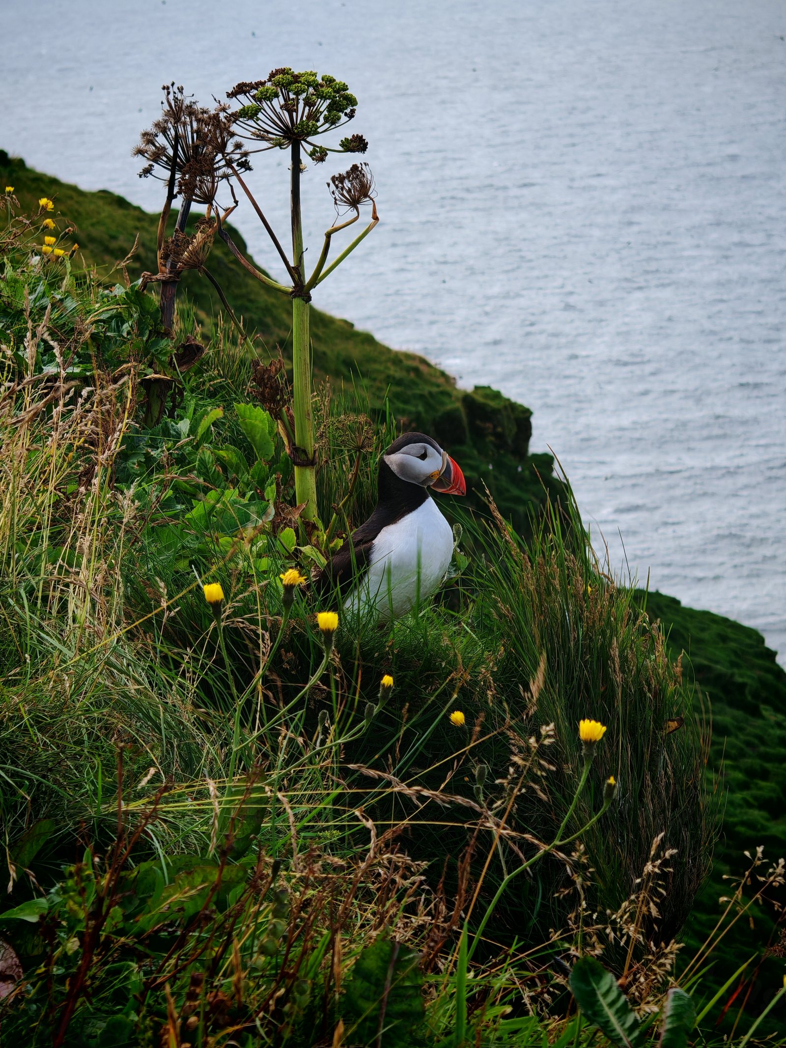 Un puffin fra erba e fiori sul bordo della scogliera