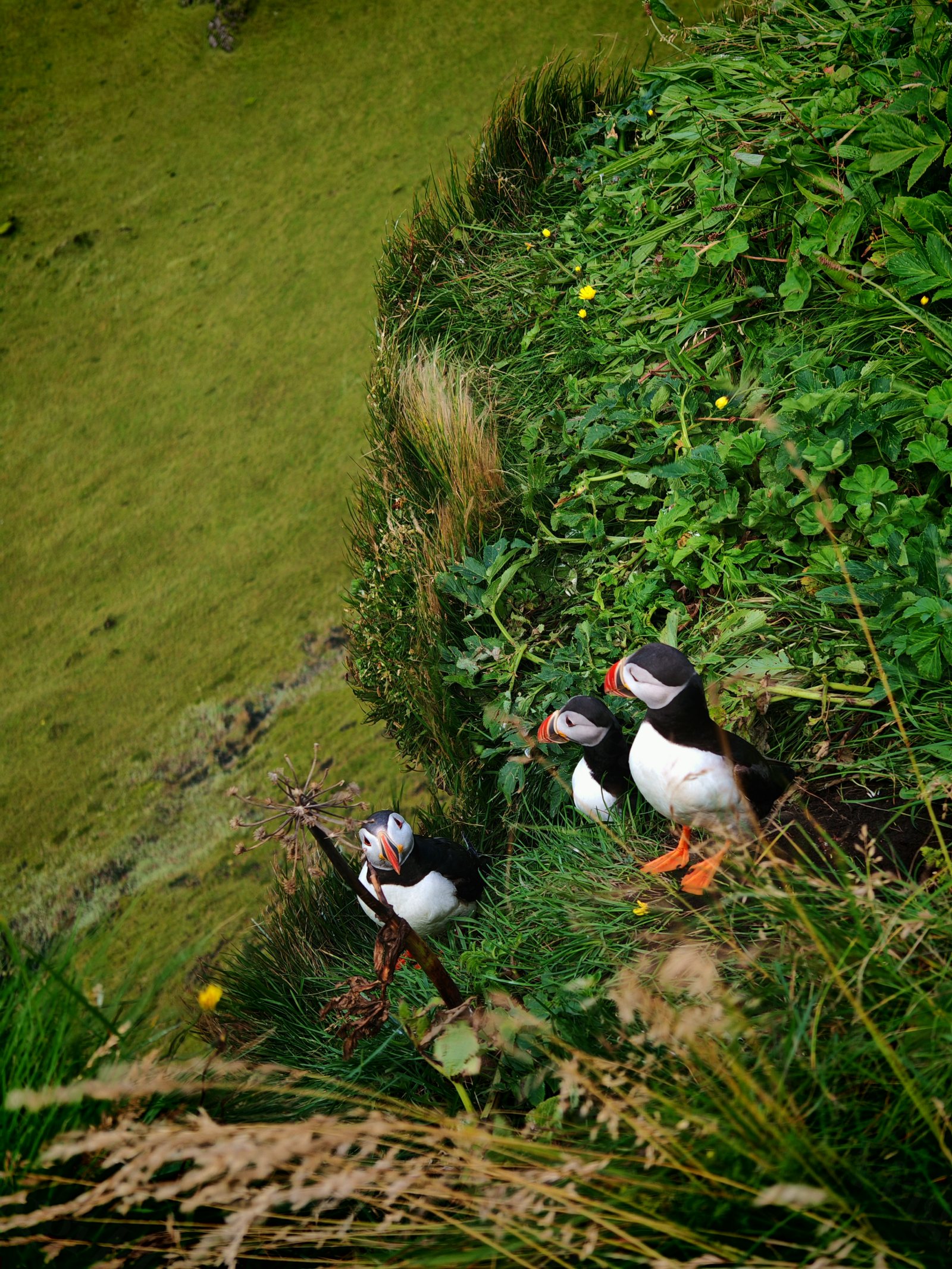 Tre puffin su un pendio erboso con fiori gialli