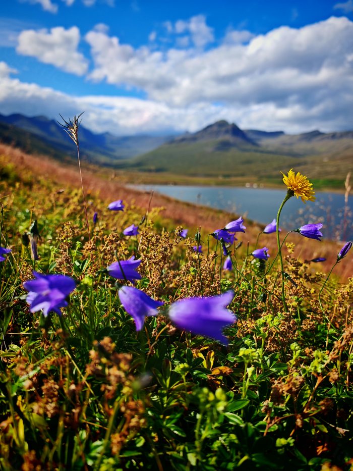 Fiori viola e gialli davanti a un lago e montagne