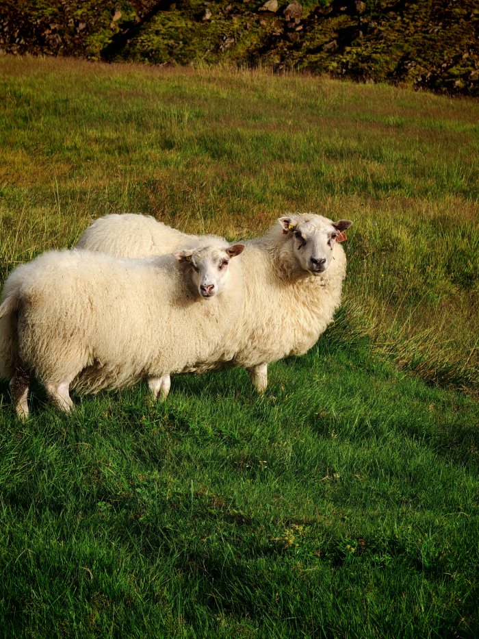 Due pecore in un campo erboso guardano verso l'obiettivo