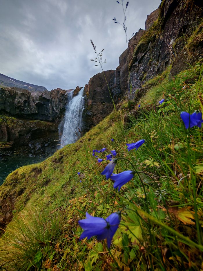 Fiori blu in primo piano con una cascata sullo sfondo