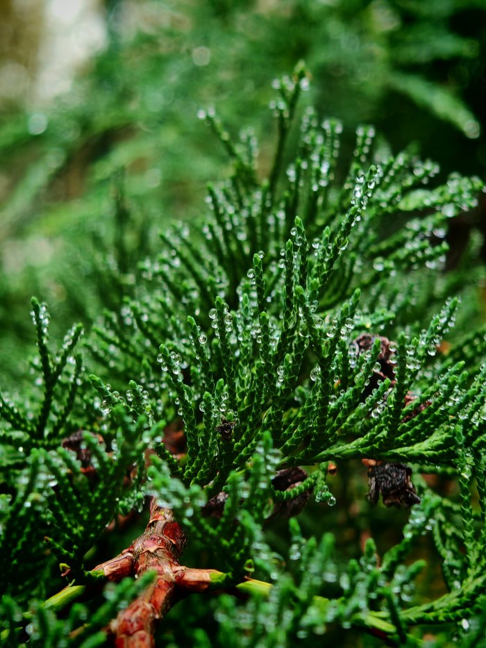 Goccia d'acqua su foglie verdi di un cipresso