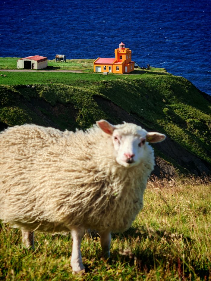 Una pecora guarda verso l'obiettivo con un faro arancione sullo sfondo