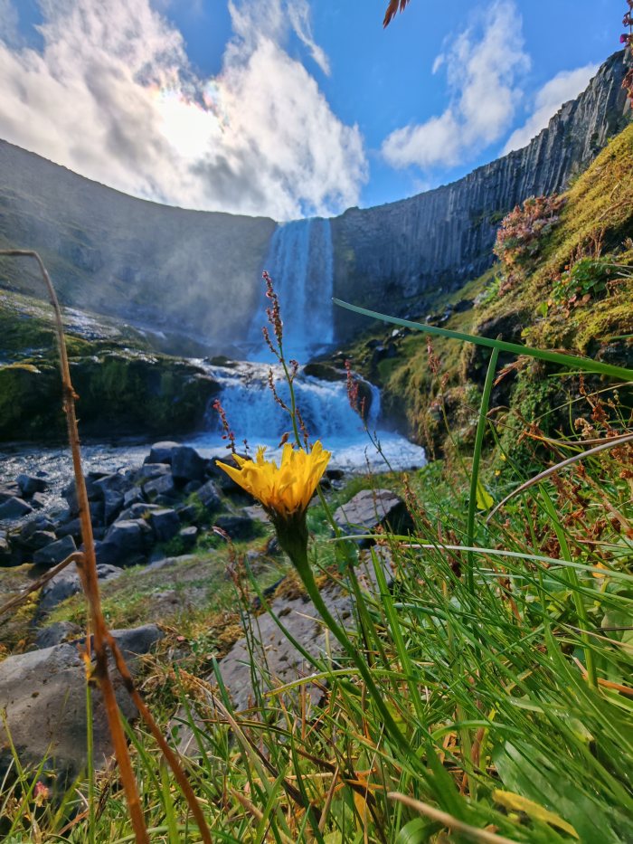 Un fiore giallo in primo piano davanti a una cascata fra rocce e vegetazione