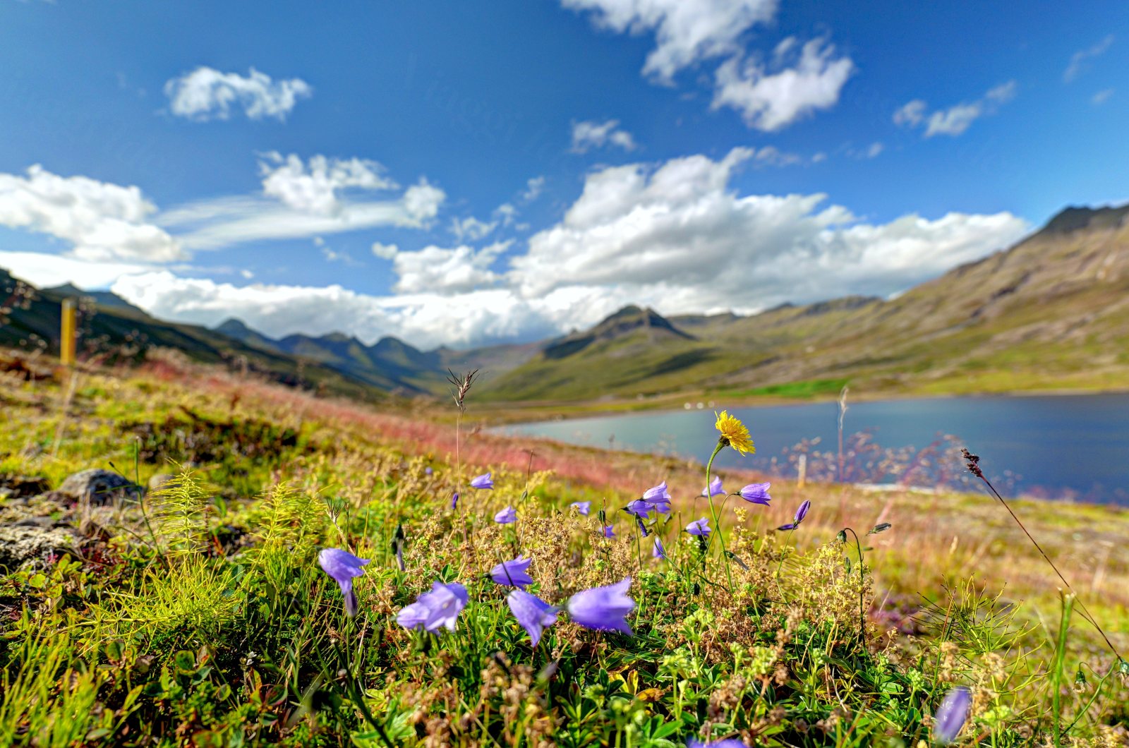Fiori viola e gialli in primo piano, lago e montagne sullo sfondo