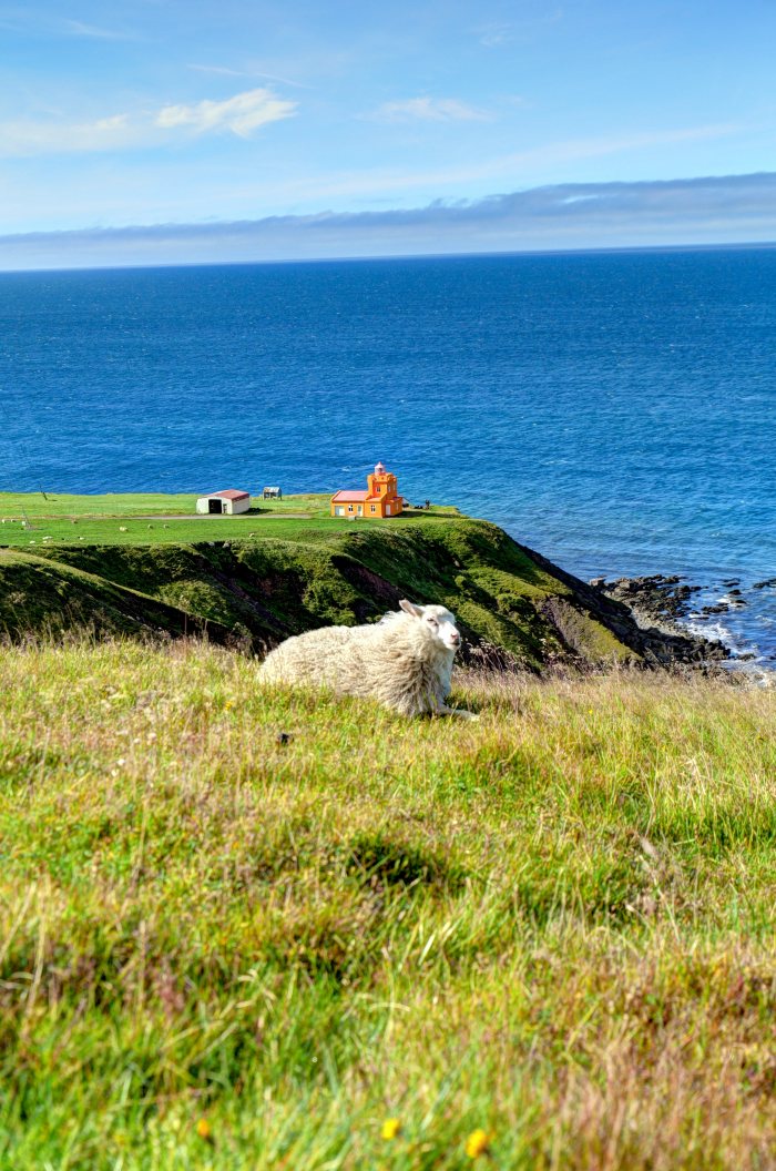 Una pecora riposa su un prato con un faro arancione in lontananza