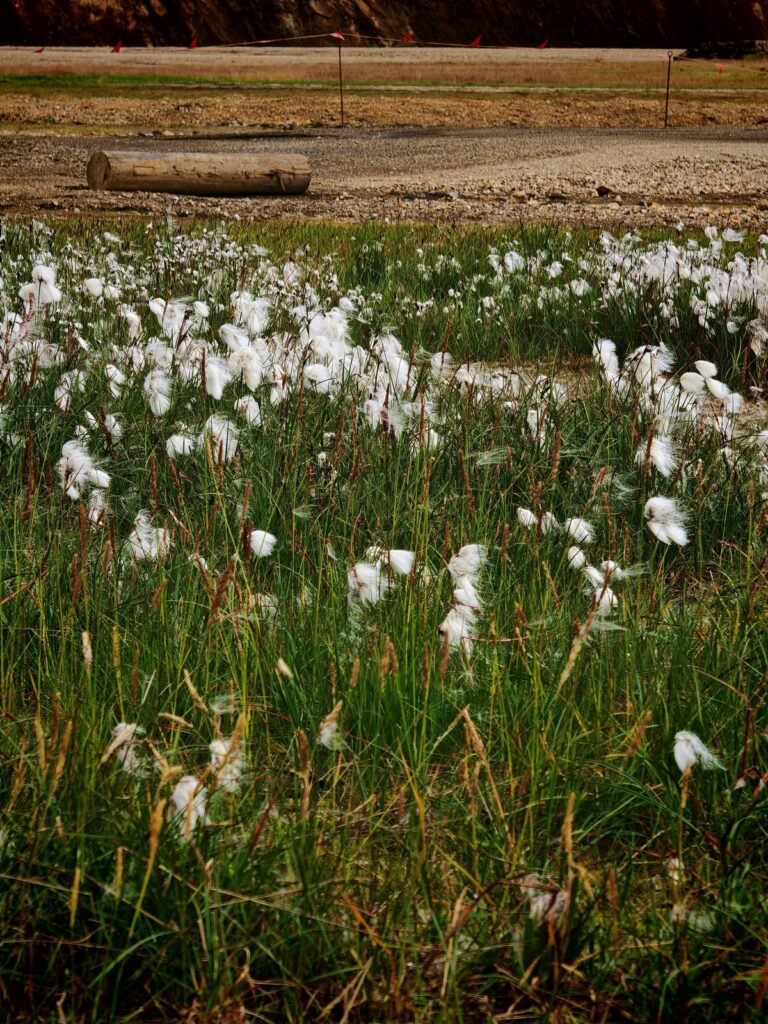 Dettaglio di cotone di palude e vegetazione erbacea