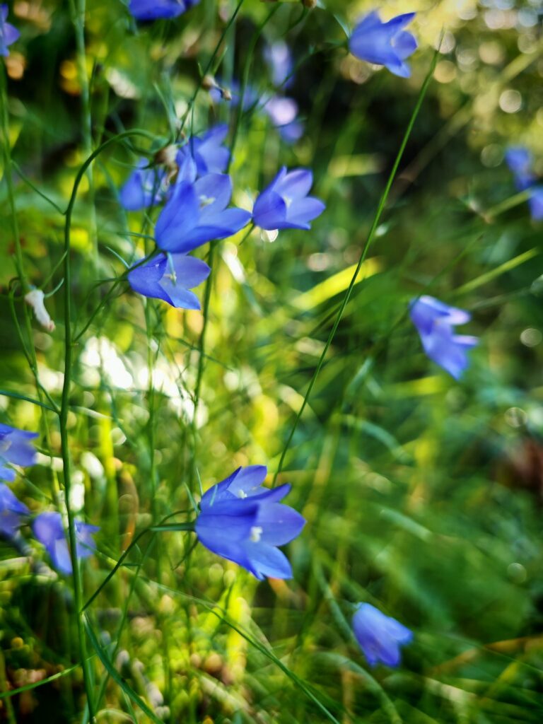 Fiori blu in primo piano, sfondo morbido e sfocato