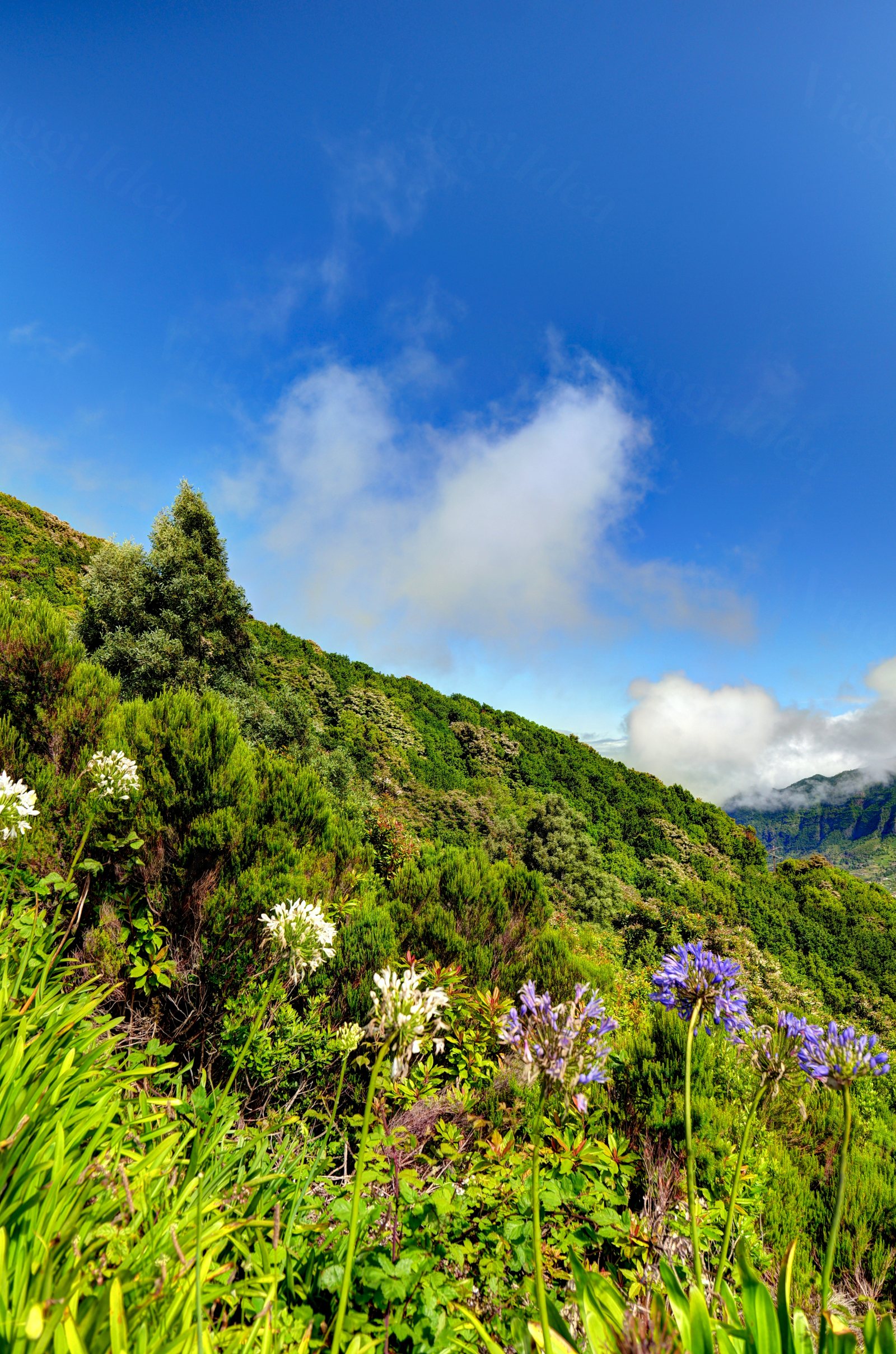 Pianta con fiori bianchi in primo piano su un pendio verde con cielo azzurro e nuvole