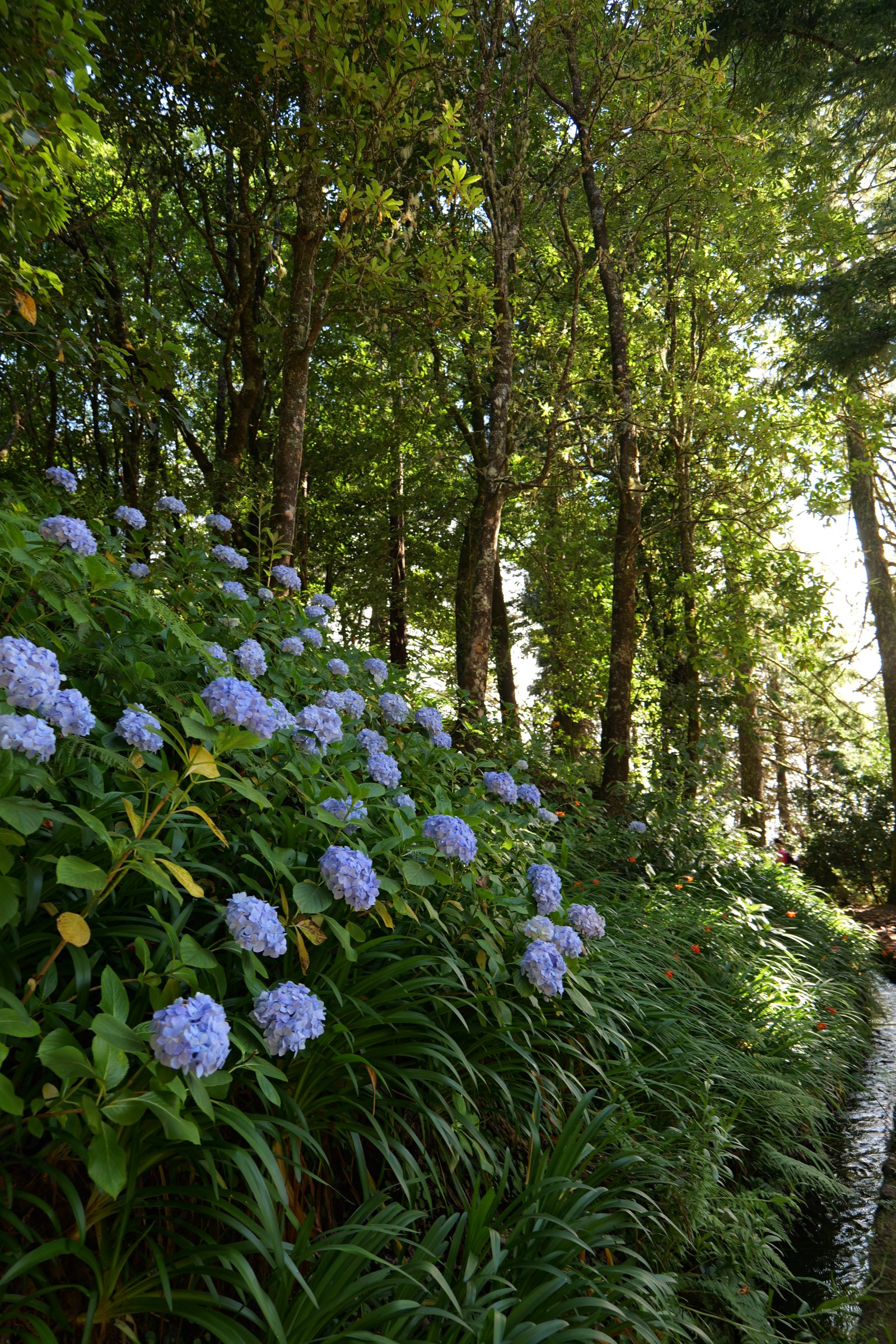 Fiori azzurri lungo un sentiero fra alberi in un bosco
