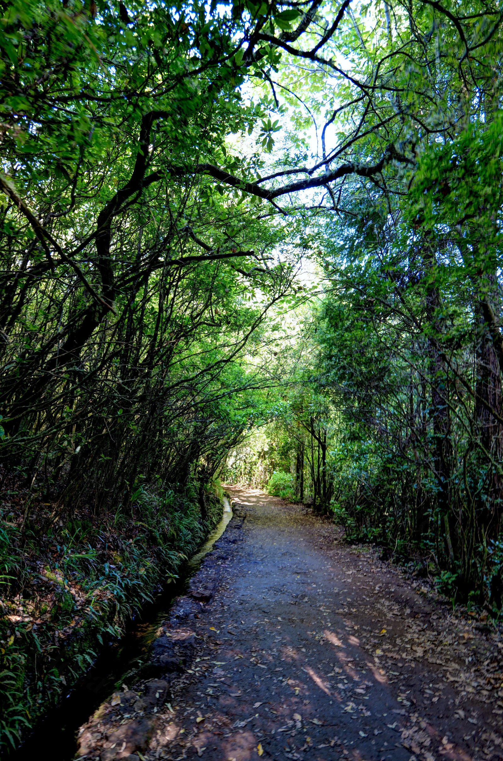 Sentiero forestale con alberi e foglie sparse sul terreno