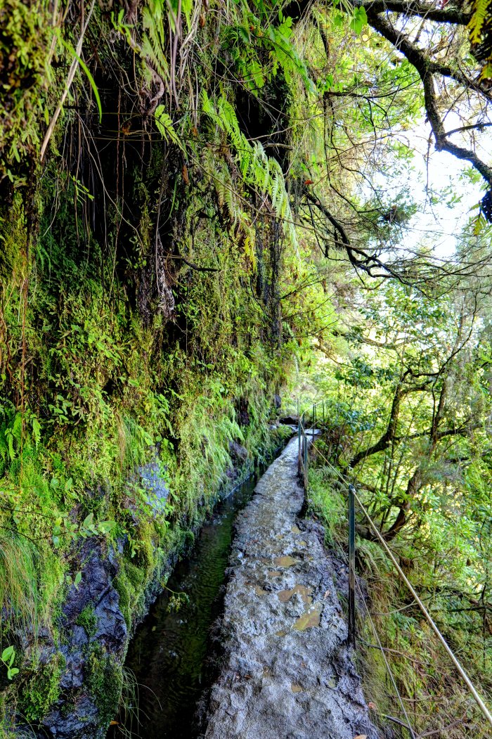 Sentiero stretto accanto a un canale d'acqua lungo una parete rocciosa coperta di felci