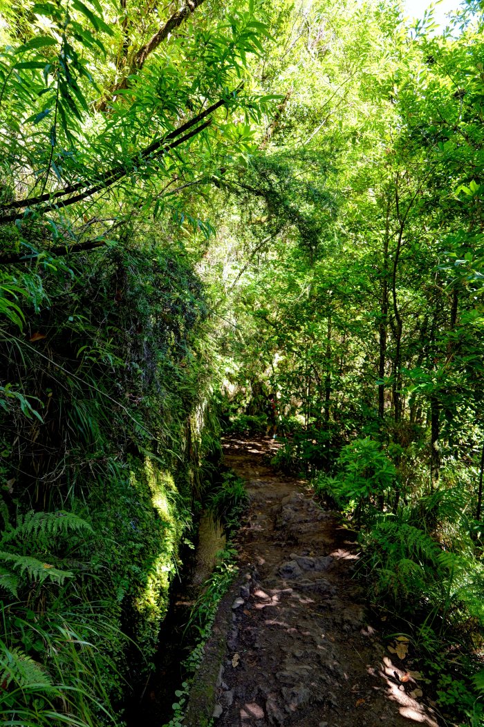 Sentiero forestale fra vegetazione fitta e rocce umide