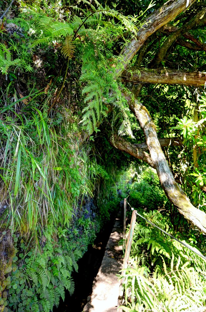 Sentiero in foresta con vegetazione e recinzione di corda