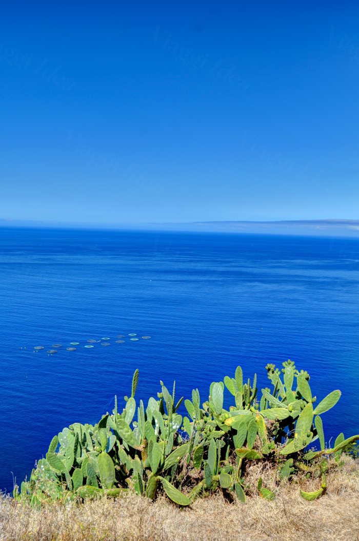 Cactus sul bordo di un promontorio affacciato sul mare con file di galleggianti in acqua