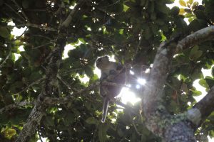 Mauritius_2015_0198