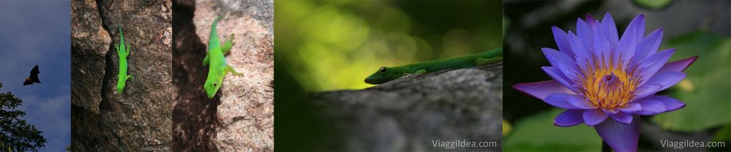seychelles_2010_collageladigue16